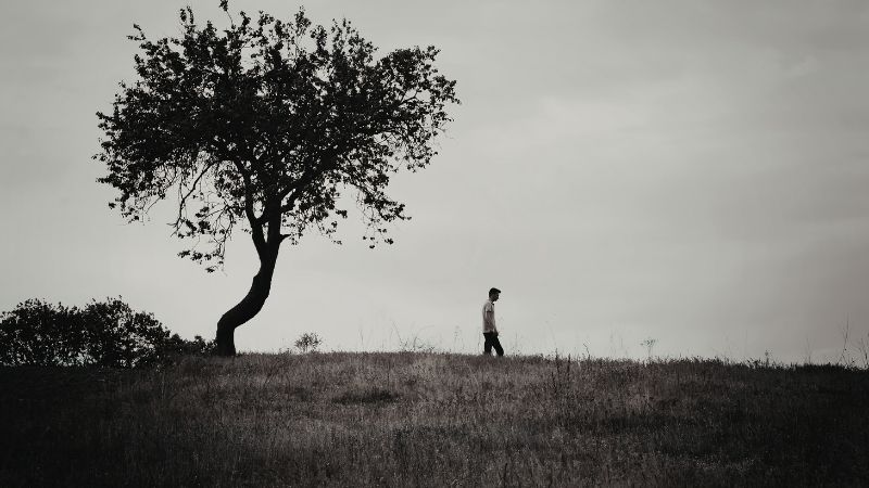 the solitary auteur