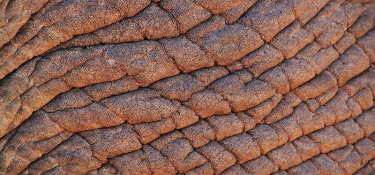 script feedback thick skin